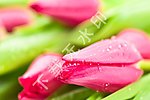 鲜花背景