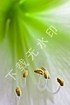 绿色花蕊