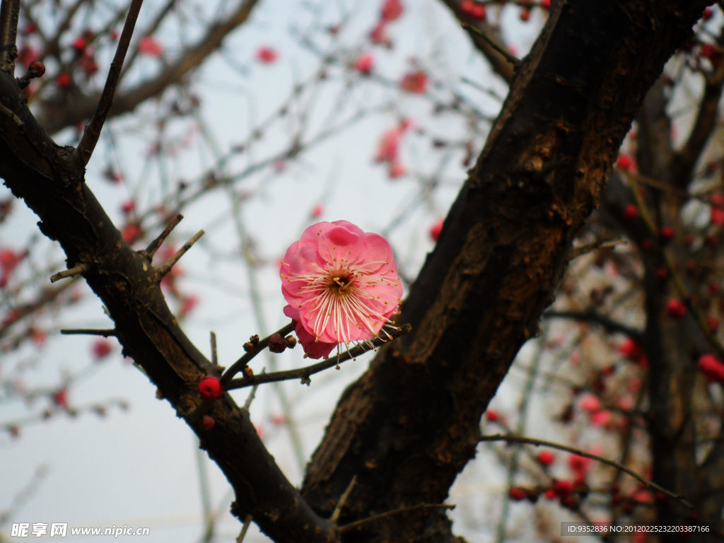 梅花