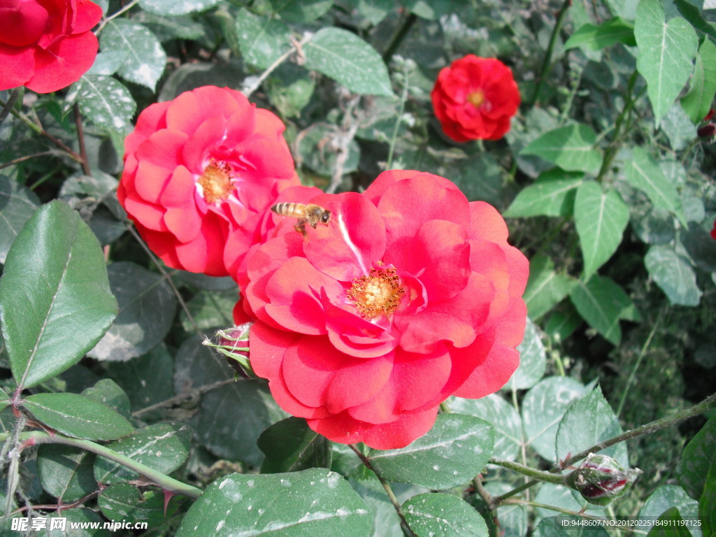 花卉 月季花