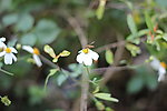 白花