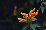 花卉