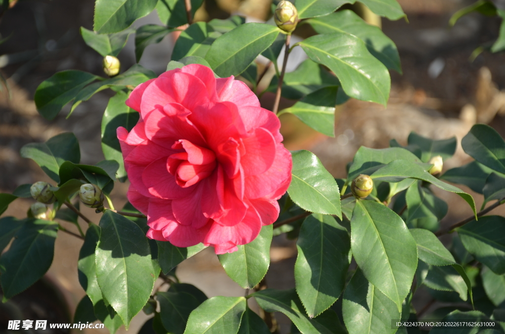 山茶花
