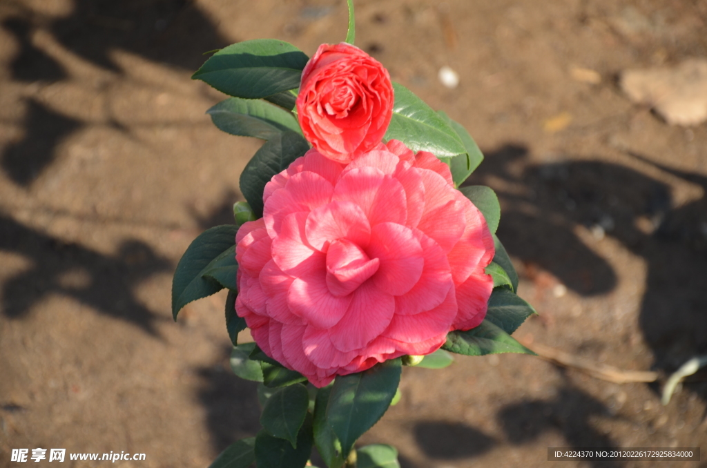 山茶花