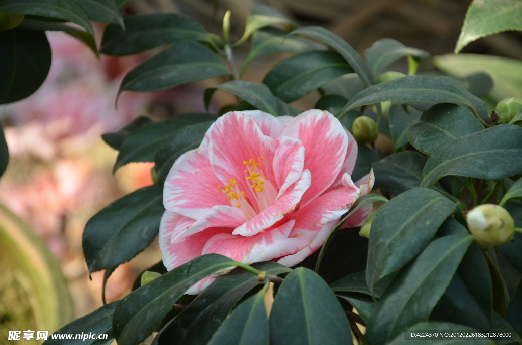 山茶花