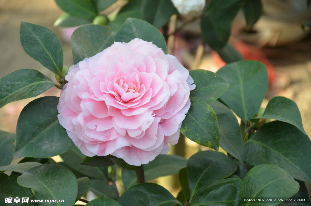 山茶花