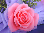 玫瑰花