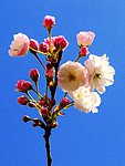 双色樱花（非高清）