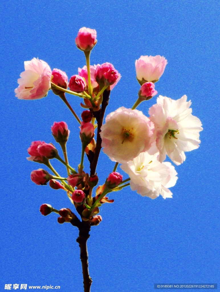 双色樱花（非高清）