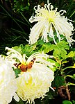 菊上花蝶