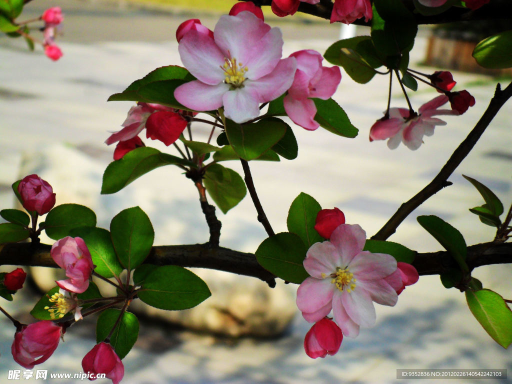 海棠花