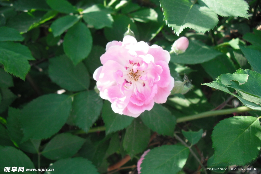 花卉 月季花