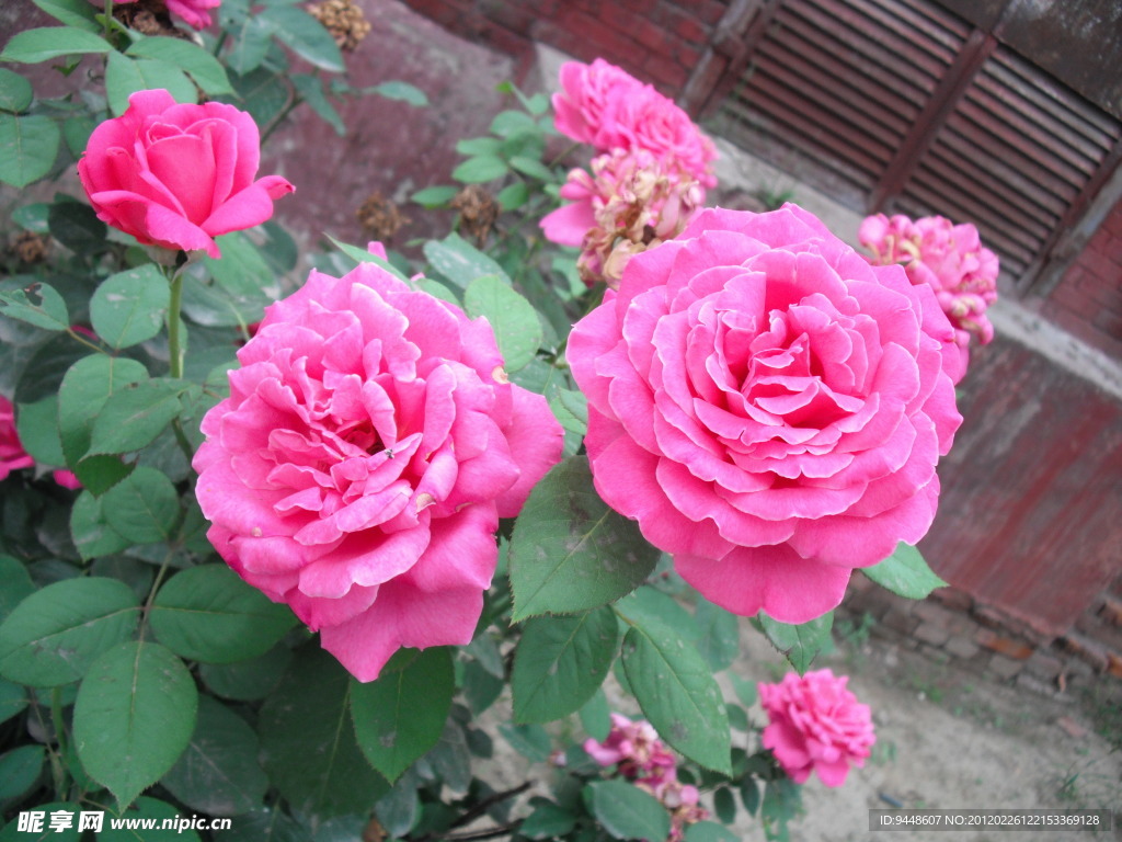花卉月季花