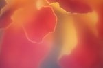 朦胧花瓣