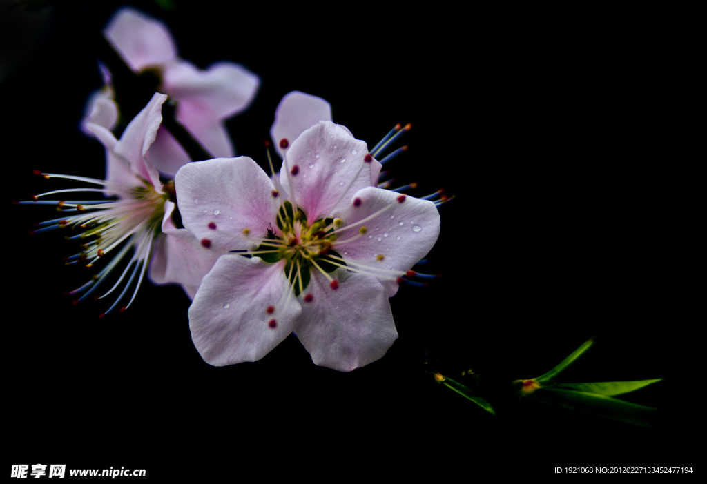 桃花