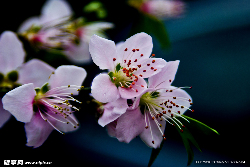 桃花