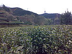 茶山