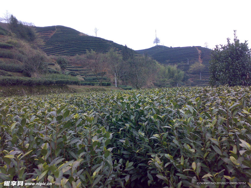 茶山