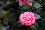 粉茶花