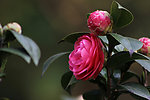 茶花