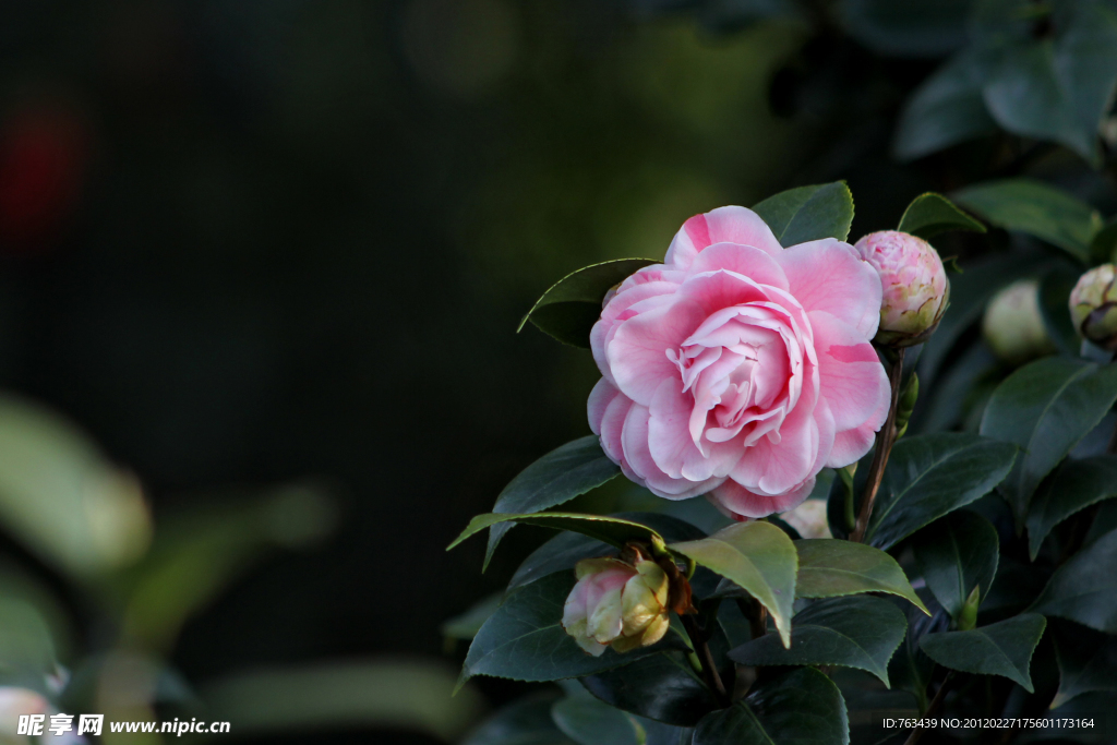 山茶花