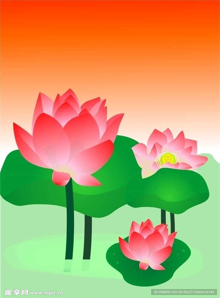 荷花