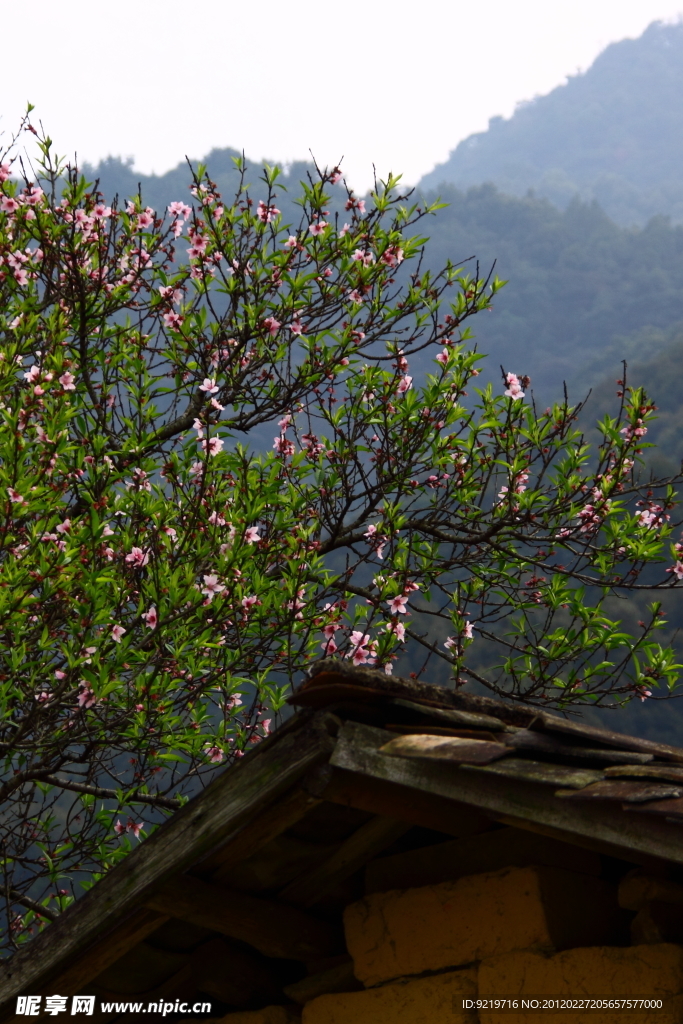 桃花