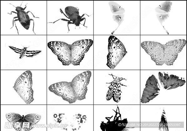 春天昆虫蝴蝶甲壳虫知了飞蛾PS笔刷