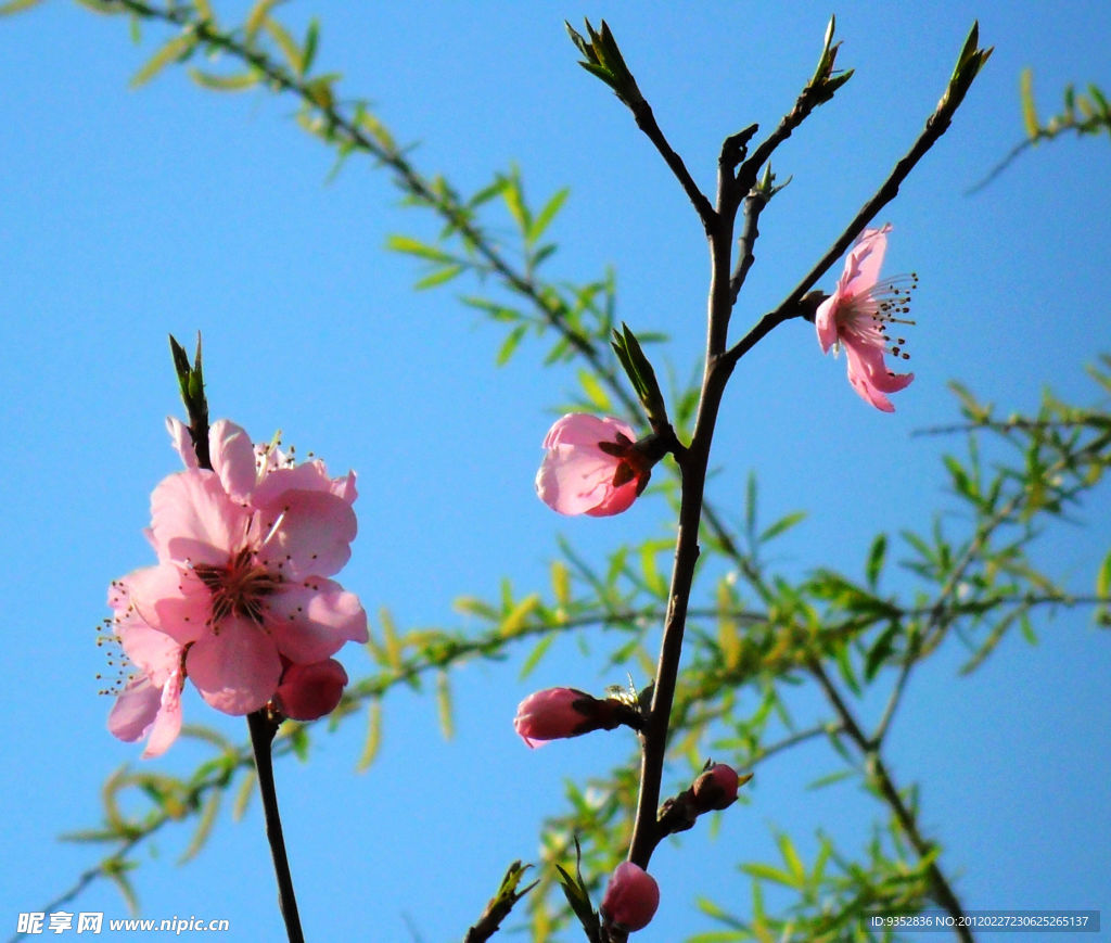 桃花烂漫(非高清)