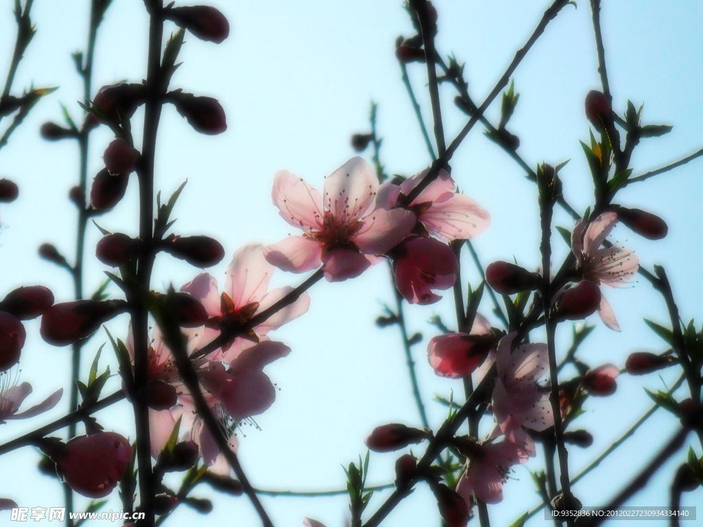 桃花烂漫(非高清)