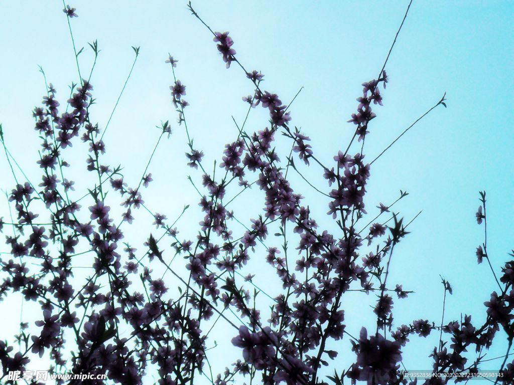 桃花烂漫
