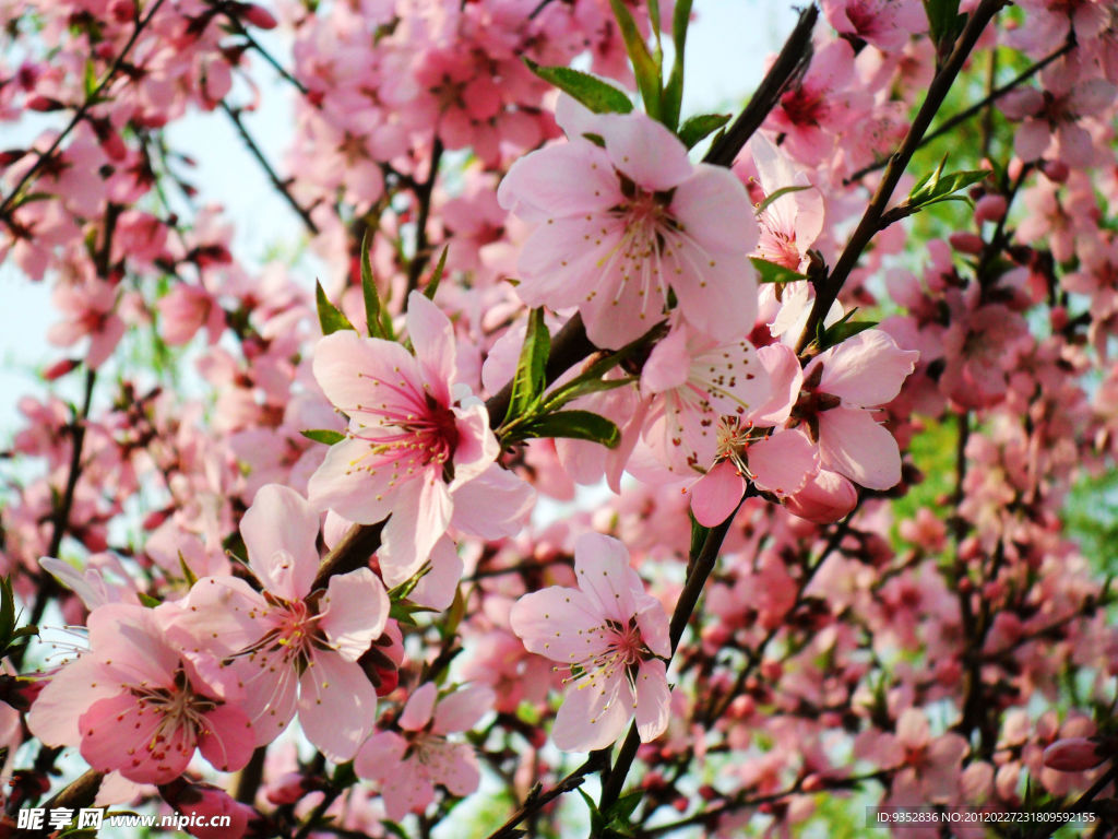 桃花烂漫