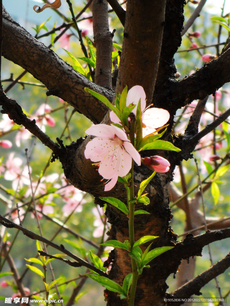 桃花烂漫