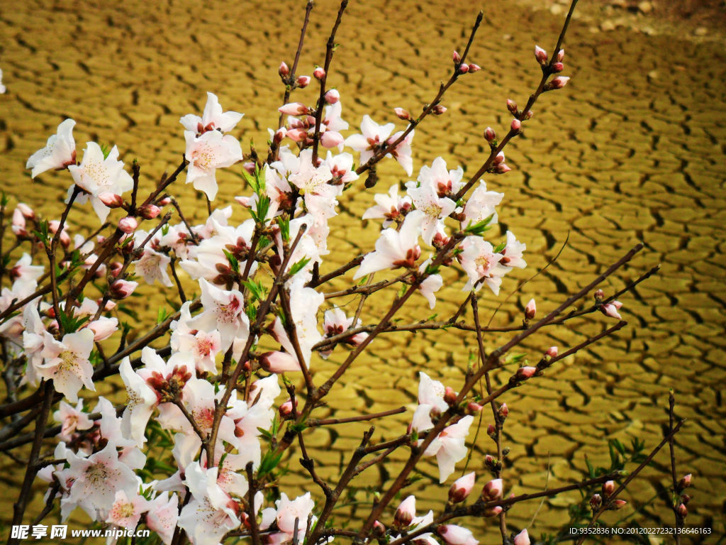 桃花烂漫