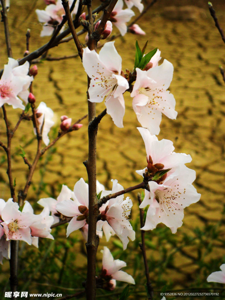 桃花烂漫