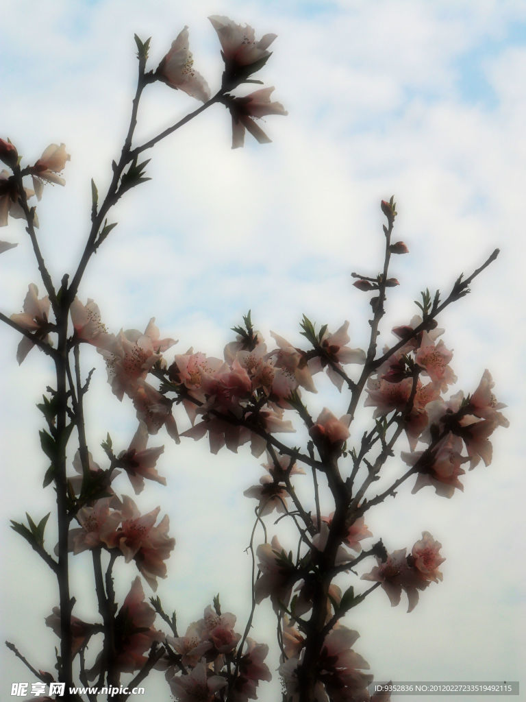 桃花烂漫