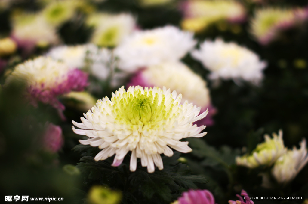 菊花