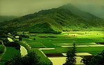 田野 农田