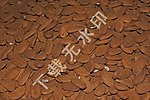 枯黄 果实