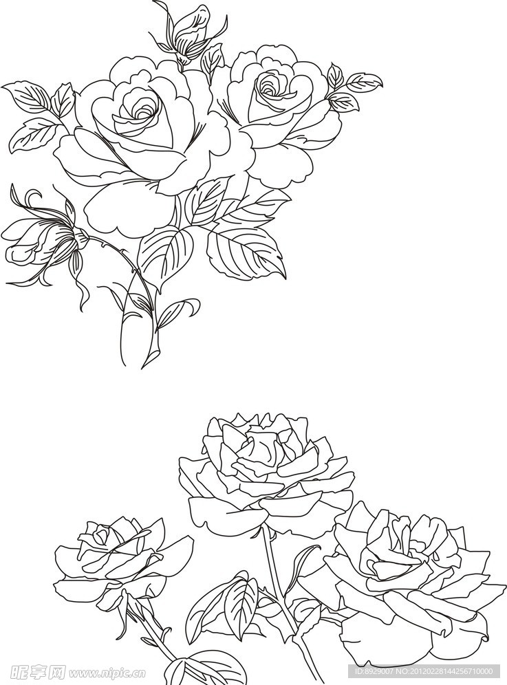 玫瑰花