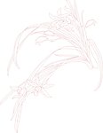 兰花