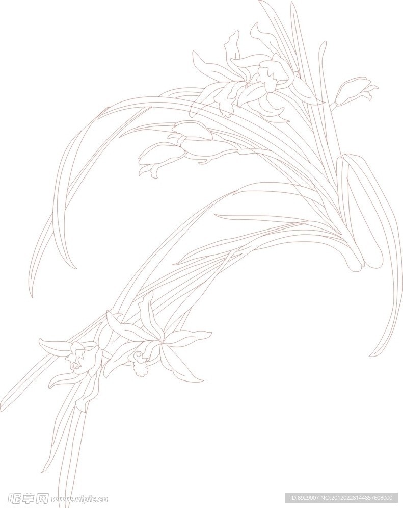 兰花