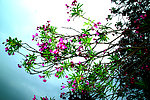 花树 花枝