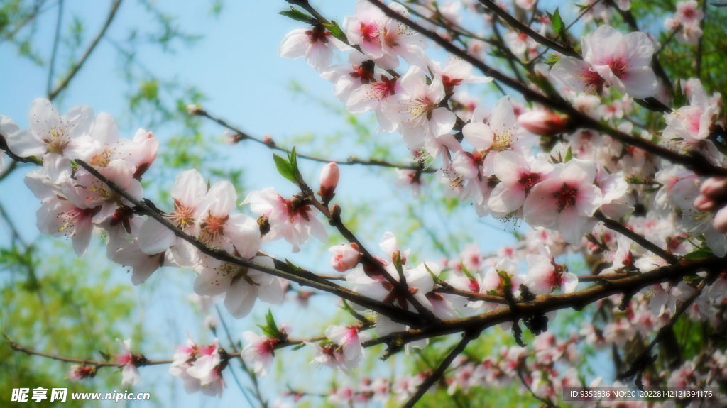 桃花烂漫