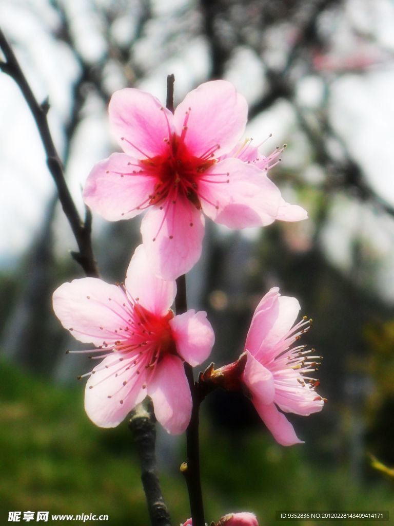 桃花烂漫