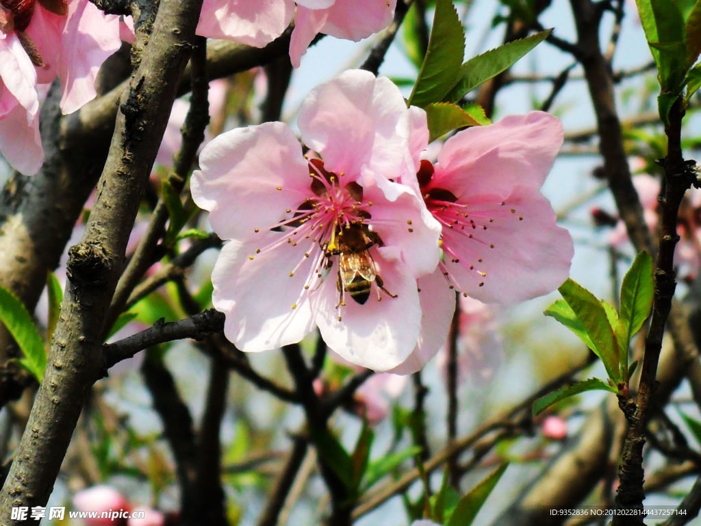 桃花烂漫