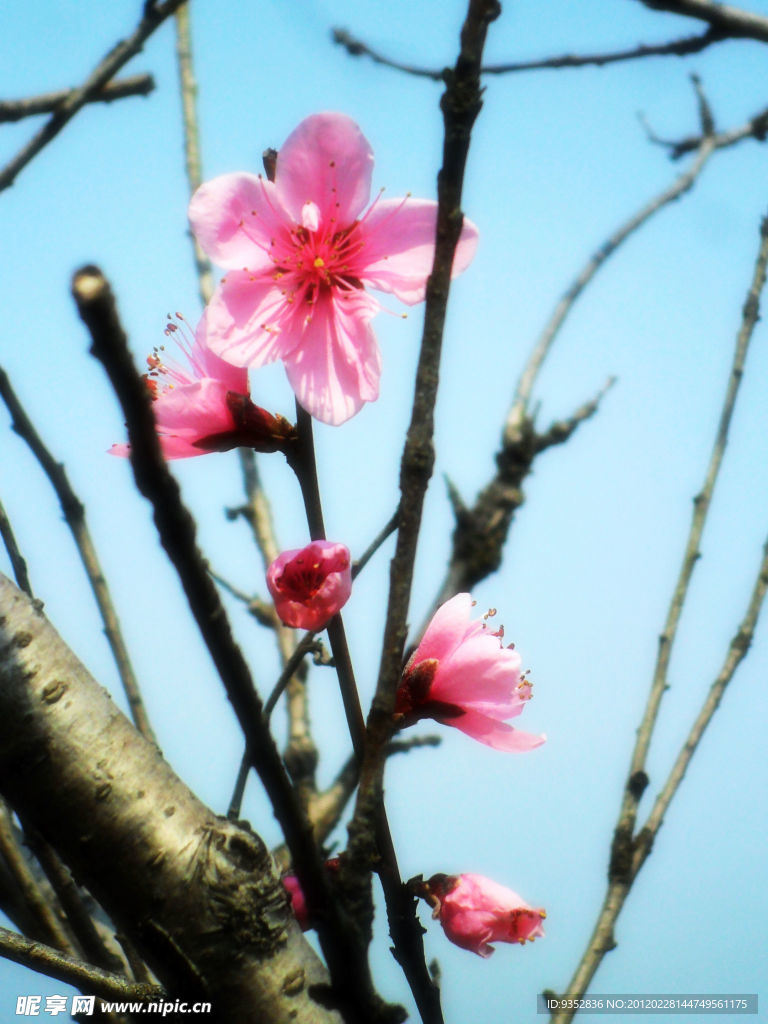 桃花烂漫(非高清)