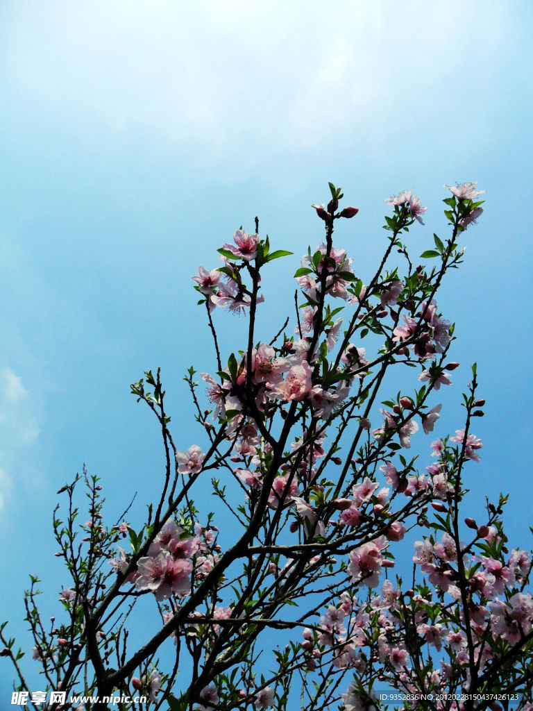 桃花烂漫