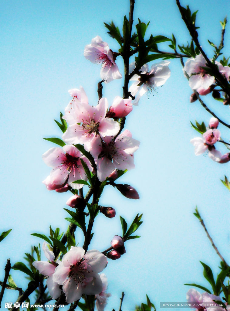 桃花烂漫