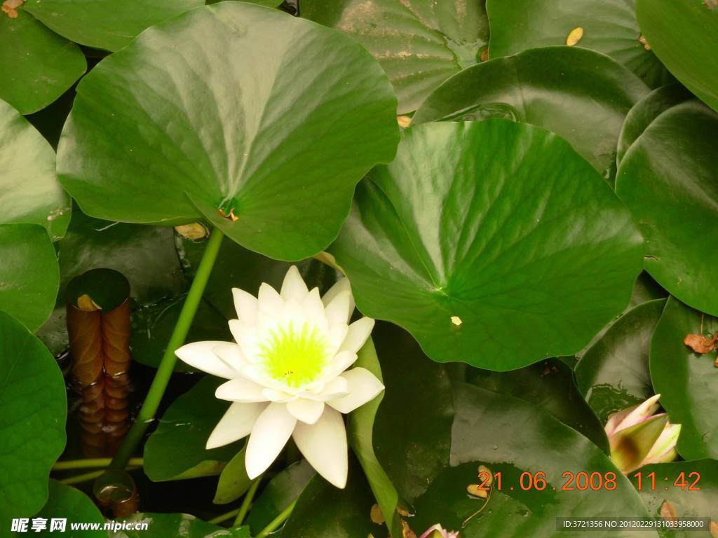 荷花